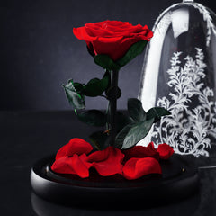 Rose Dome – Beauty & the Bloom