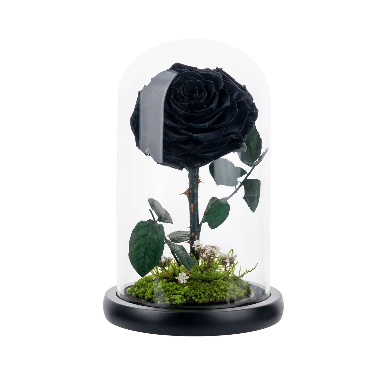 Little Prince Garden – Eternal Flower Scene